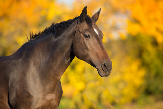 From Fall to Winter: Preparing for the Cold Seasons