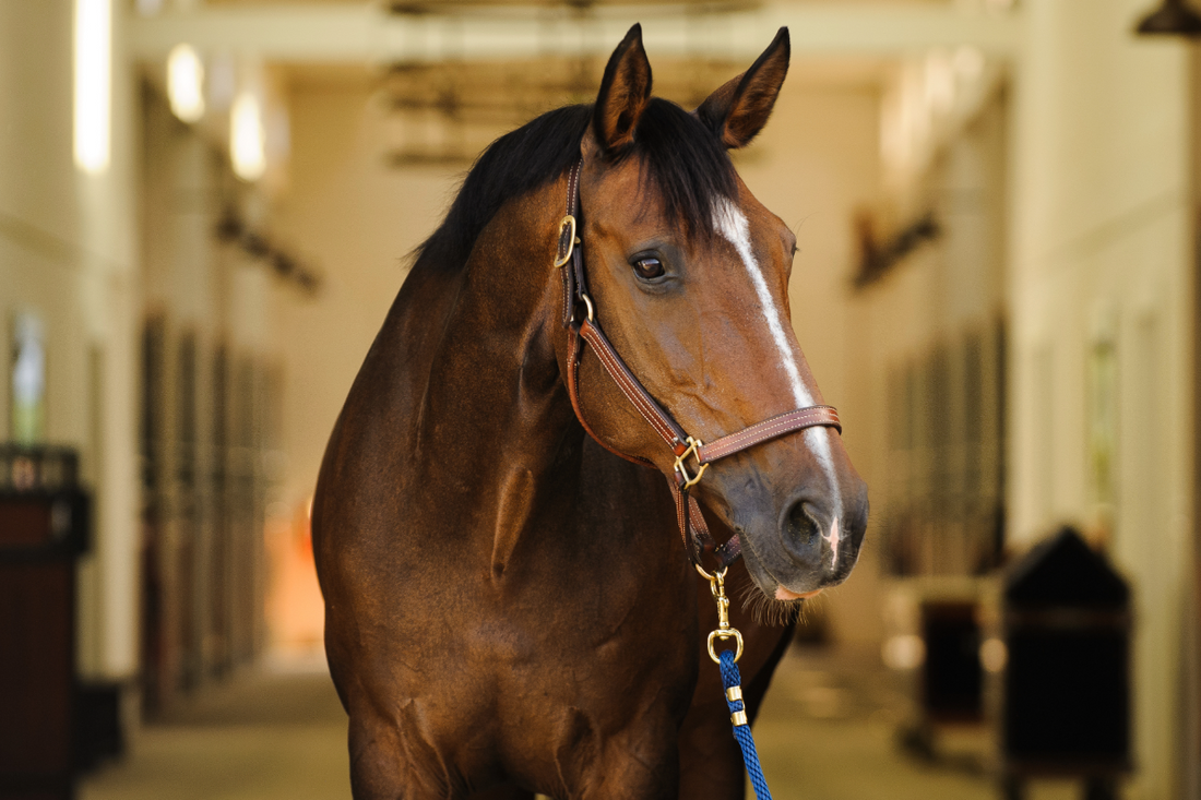 Finding the Perfect Fit: A Guide to Purchasing the Right Halter for Your Horse