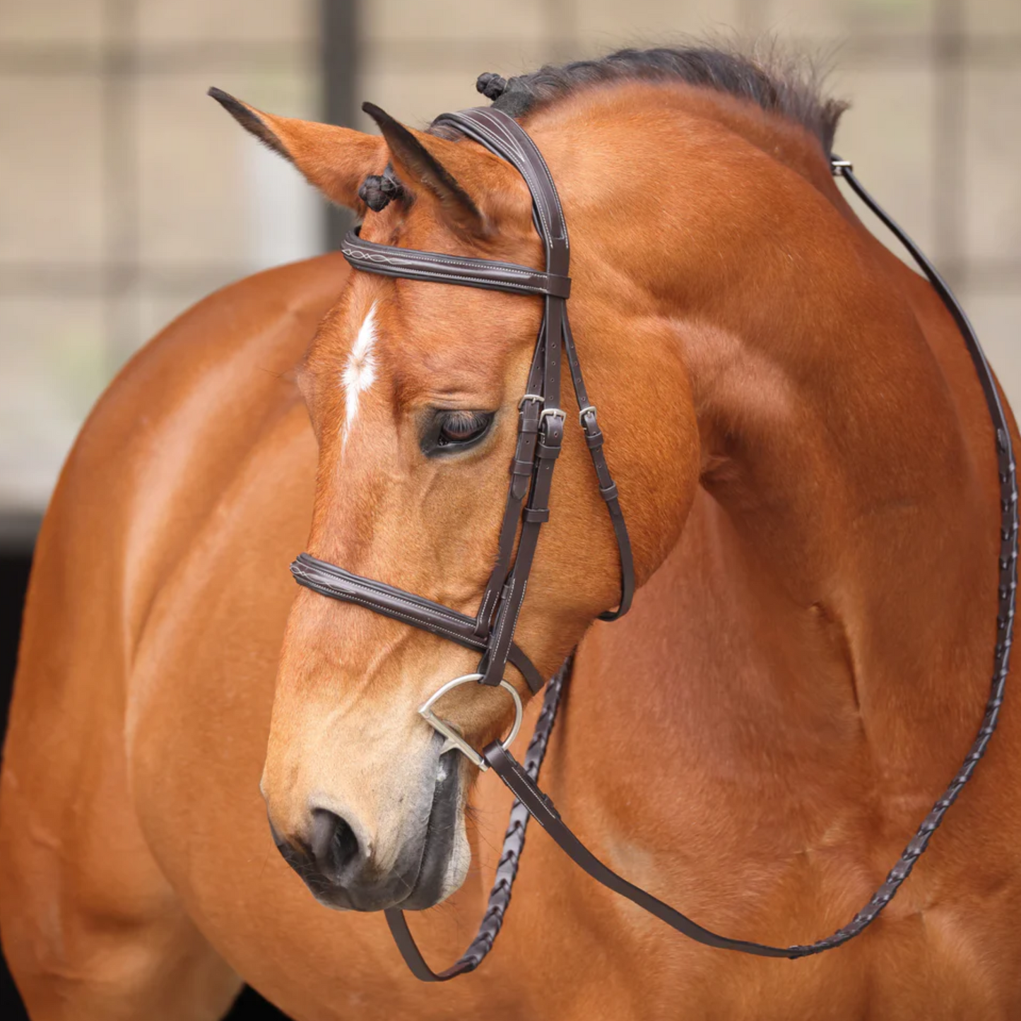 Avignon Wellington Bridle
