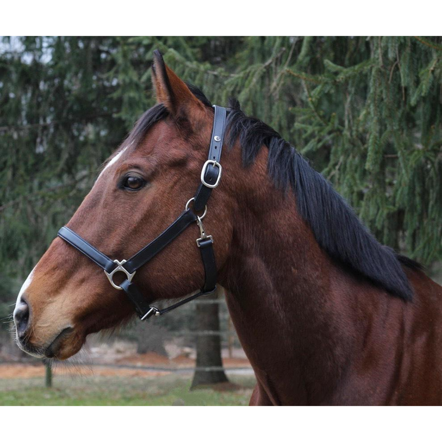Henri De Rivel Everyday Leather Halter - Old Field Farm Horse & Home