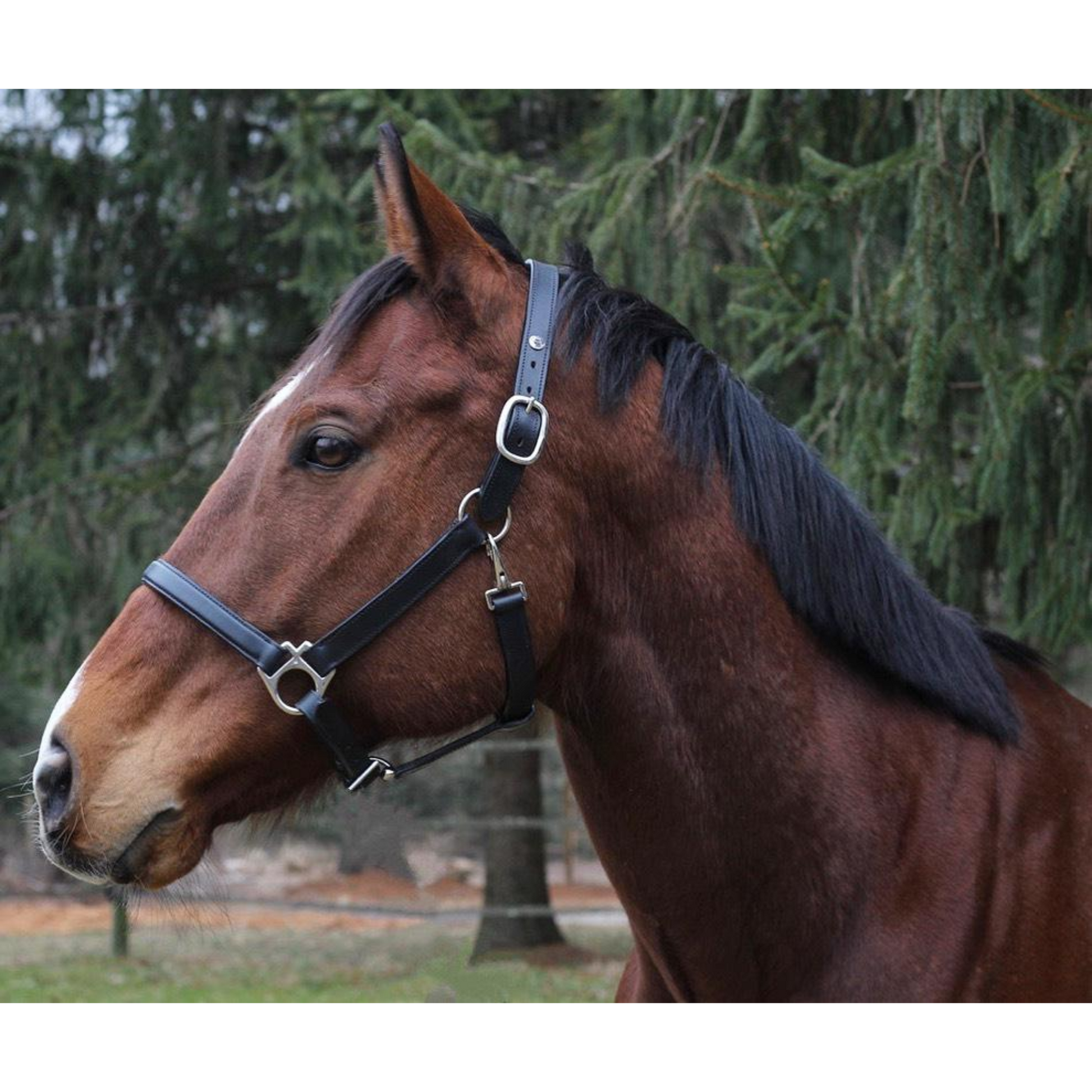 Henri De Rivel Everyday Leather Halter - Old Field Farm Horse & Home