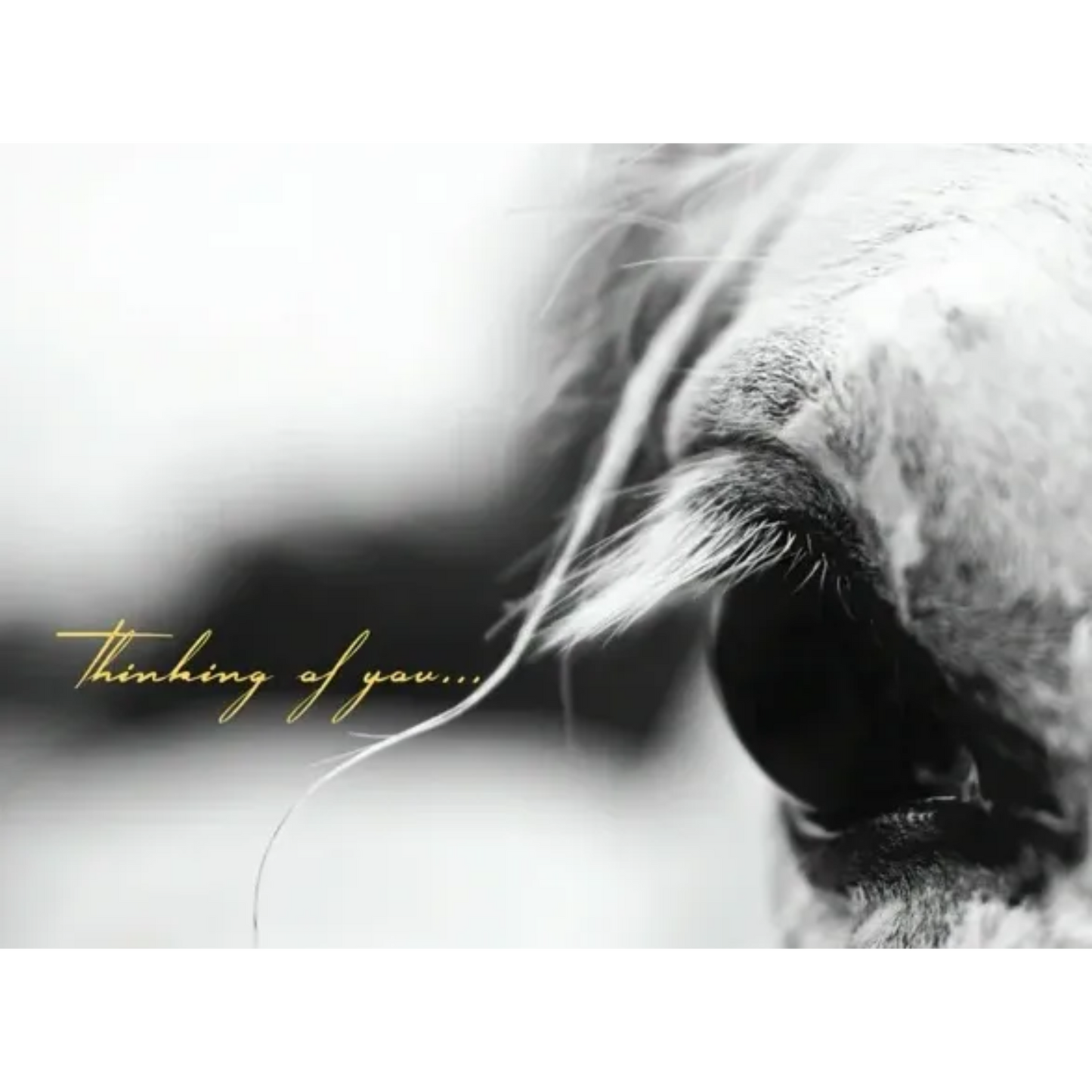 Horse Hollow Thinking of You Sympathy