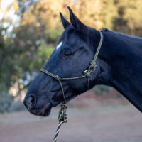 ARMA Rope Halter & Lead Set