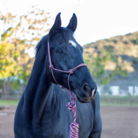 ARMA Rope Halter & Lead Set