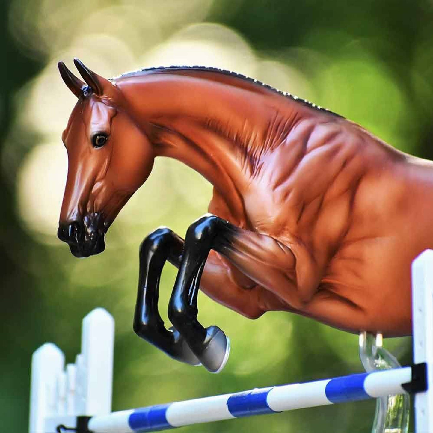 Voyeur Show Jumper